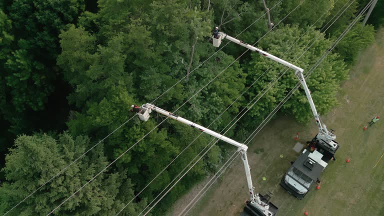 How Our Tree Care Process Works  in  Byram, CT